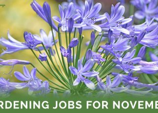 Gardening Jobs For November - Featured Image